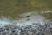 Lac de Louvain-la-Neuve