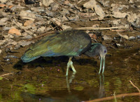 La Piste de la Savane de Trou Poissons