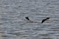 La Brenne - Etang de Piegu