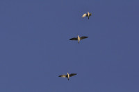 La Brenne - Etang Renard