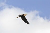 La Brenne - Etang des Vigneaux