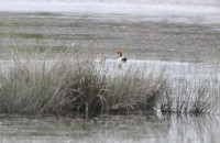 La Brenne - Observatoires de l'étang de Bellebouche