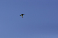 La Brenne - Etang des Bouiges