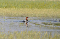 La Brenne - Etang du Gabriau