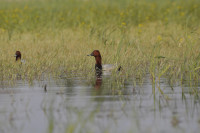 La Brenne - Etang de Monmélier