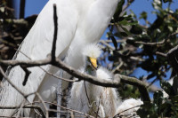 St. Augustine Alligator Farm Zoological Park