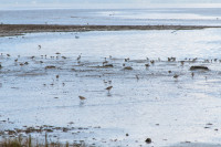 Colma Creek Bay Trail