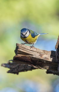 Andorra la Vella - Gran Valira