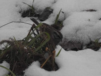 Piattaforma Ecologica di Cremona