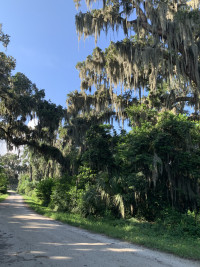 Laurel Hill Wildlife Drive - Savannah NRW