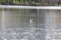 Grand Park of Tirana