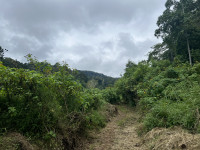 Jardim Botanico and Lagoa Amelia Trail