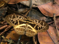 Arboretum Raponda Walker and Mahondah Forest Reserve