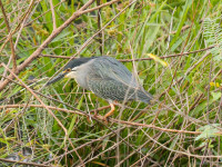 Lagoas de Campo de Milho