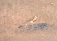 Spiaggia della Boschettona
