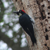 Effie Yeaw Nature Center