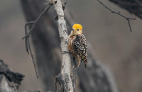 Narsapur Reserve Forest