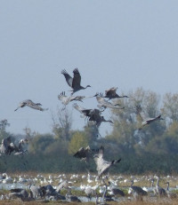 Merced National Wildlife Reserve