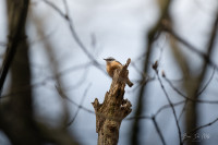 Drongengoed Maldegemveld