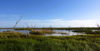Gwydir Wetlands - Waterbird Lagoon