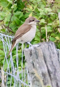 Désert de Saint Ferréol