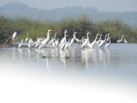 Crooked Tree Wildlife Sanctuary