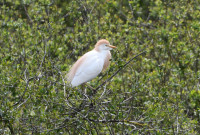 Héronnière de Bellebouche