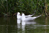 La Brenne - Observatoire de l'étang des Fougères