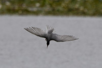 La Brenne - Observatoire de l'étang Purais
