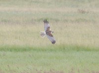 Zitzmannsdorfer Wiesen