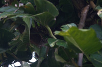 Rincón de la Vieja NP - Las Pailas