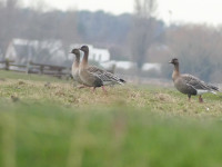 Klemskerke en bunkerweiden