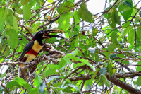 Madidi National Park - Sadiri Lodge Area