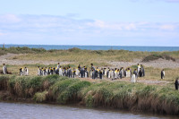 Reserva Natural Pinguïno Rey