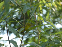 Headwaters Community Park