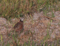 Hal Scott Regional Preserve and Park