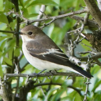 Cimetière parisien de Pantin