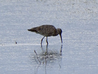 Manitoba Grasslands Birding Trail