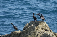 Falaises du Cap Fréhel