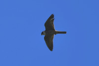 Ganløse Ore - Maglemosen