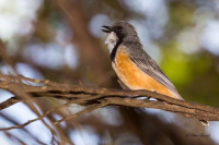 Telegraph Creek Walk