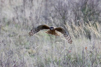 Planken Wambuis - Veluwe
