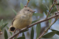 Girraween National Park - The Junction Walk