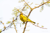 Reserva Natural Urbana de Morón