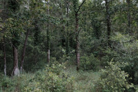 Forêt Domaniale de la Coubre