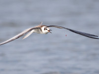 Altmühlsee - Lake Area