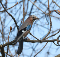 Hyde Park in Dedinje