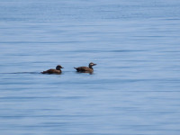 Stenshuvud National Park