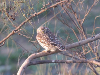 Entorno Meaques-Retamares y Laguna del Valchico