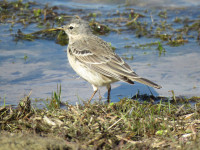 Sandwich Bay Bird Observatory